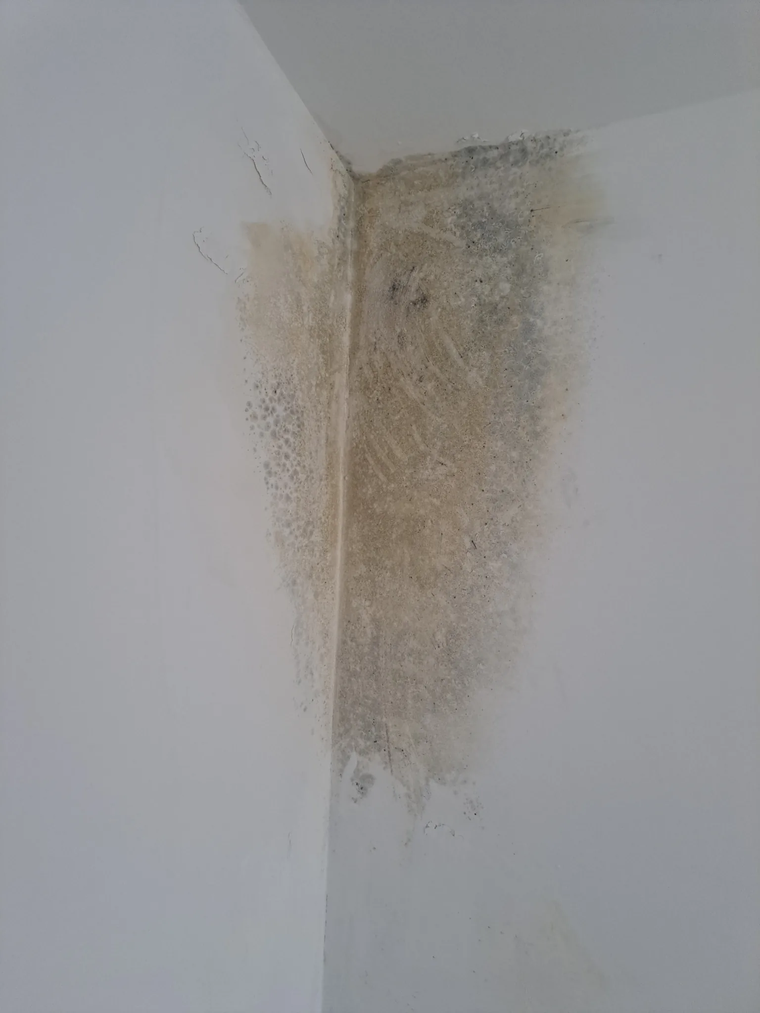 Corner of a wall and ceiling before treatment, with heavy black and brown mould staining spreading down from the ceiling
